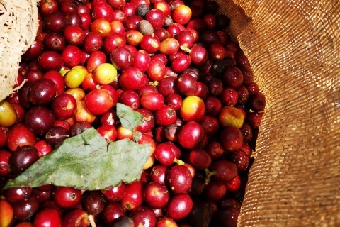 Kolumbia Antioquia La Claudina PINK BOURBON Honey