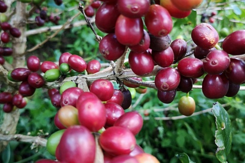 Kolumbia Antioquia La Claudina PINK BOURBON Honey