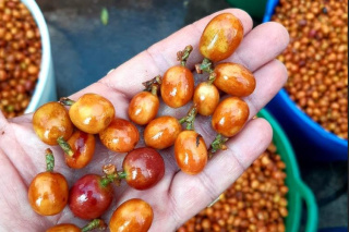 Kolumbia El Mirador Yellow Fruits Nectar