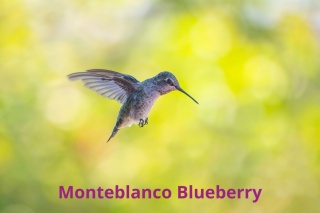 Kolumbia Monteblanco Caturra Bourbon Washed BLUEBERRY