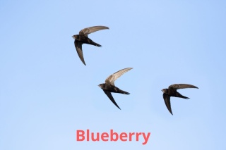Kolumbia Monteblanco Caturra Bourbon Washed BLUEBERRY