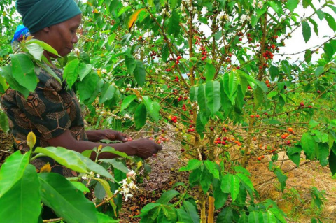 Rwanda Karambo Hill Natural Rwanda Karambo Hill Natural