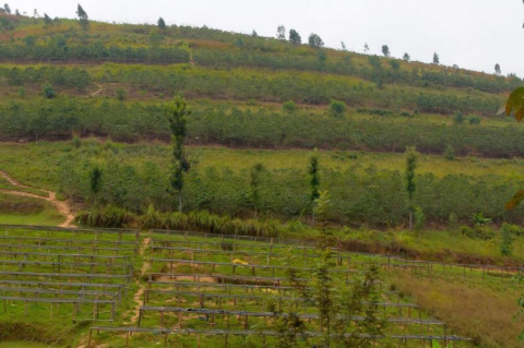 Rwanda Karambo Hill Natural Rwanda Karambo Hill Natural