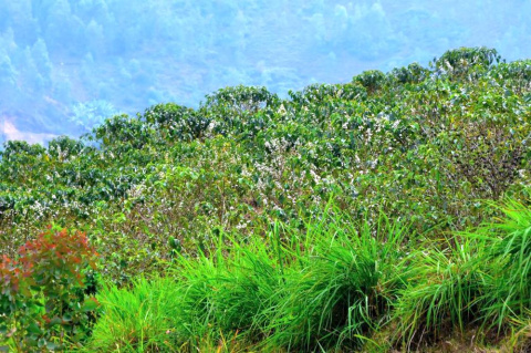 Rwanda Karambo Hill Natural Rwanda Karambo Hill Natural