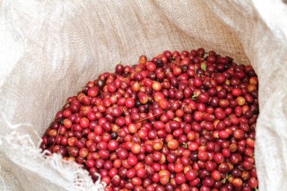 Salwador El Cerro Pacamara Natural