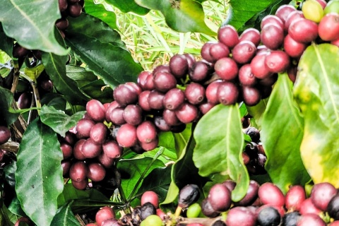 Brazylia Boa Vista Anderson Monteiro Andrade