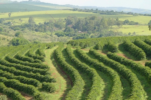 Brazylia Fazenda da Lagoa Espresso