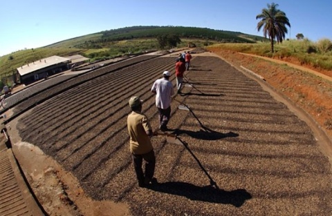 Brazylia Fazenda da Lagoa Espresso