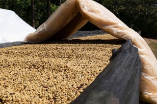 Brazylia Patricia Coelho Volcanic Fermentation Espresso