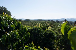 Brazylia Patricia Coelho Volcanic Fermentation Espresso