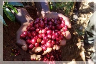 Etiopia Sidama Abore Bombe Natural
