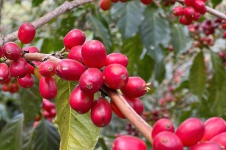 Etiopia Hambela Buku ABEL Natural