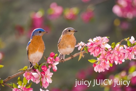 Juicy JUICY yellow plums