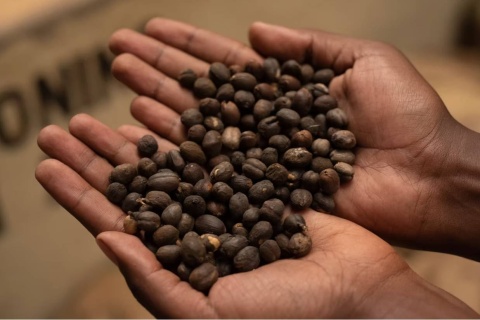 Kenia ENDEBESS Natural