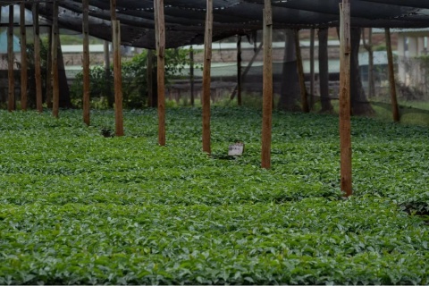 Kenia ENDEBESS Natural