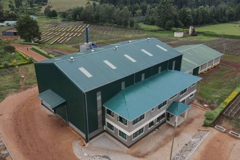 Kenia ENDEBESS Natural