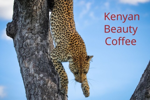 Kenyan Beauty Coffee