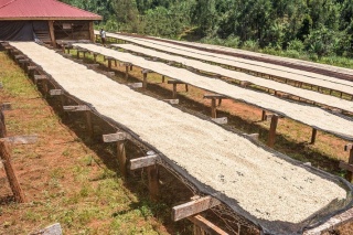 Kenia Kenyan Beauty Coffee