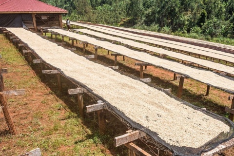 Kenyan Beauty Coffee