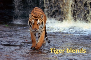 Tiger espresso SET
