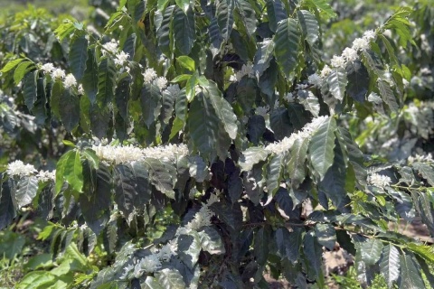 Meksyk Teocelo Finca SantOli Natural