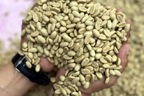 Meksyk Teocelo Finca SantOli Natural