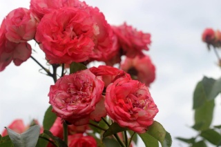 Synestezja RED Classic BV