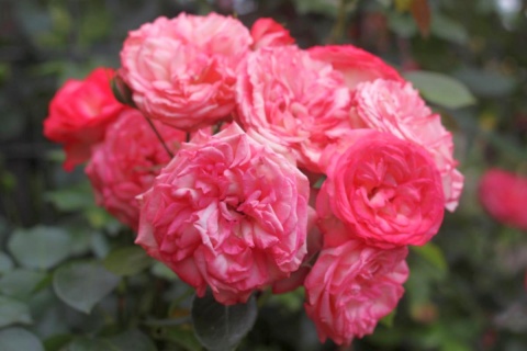 Synestezja RED Classic BV
